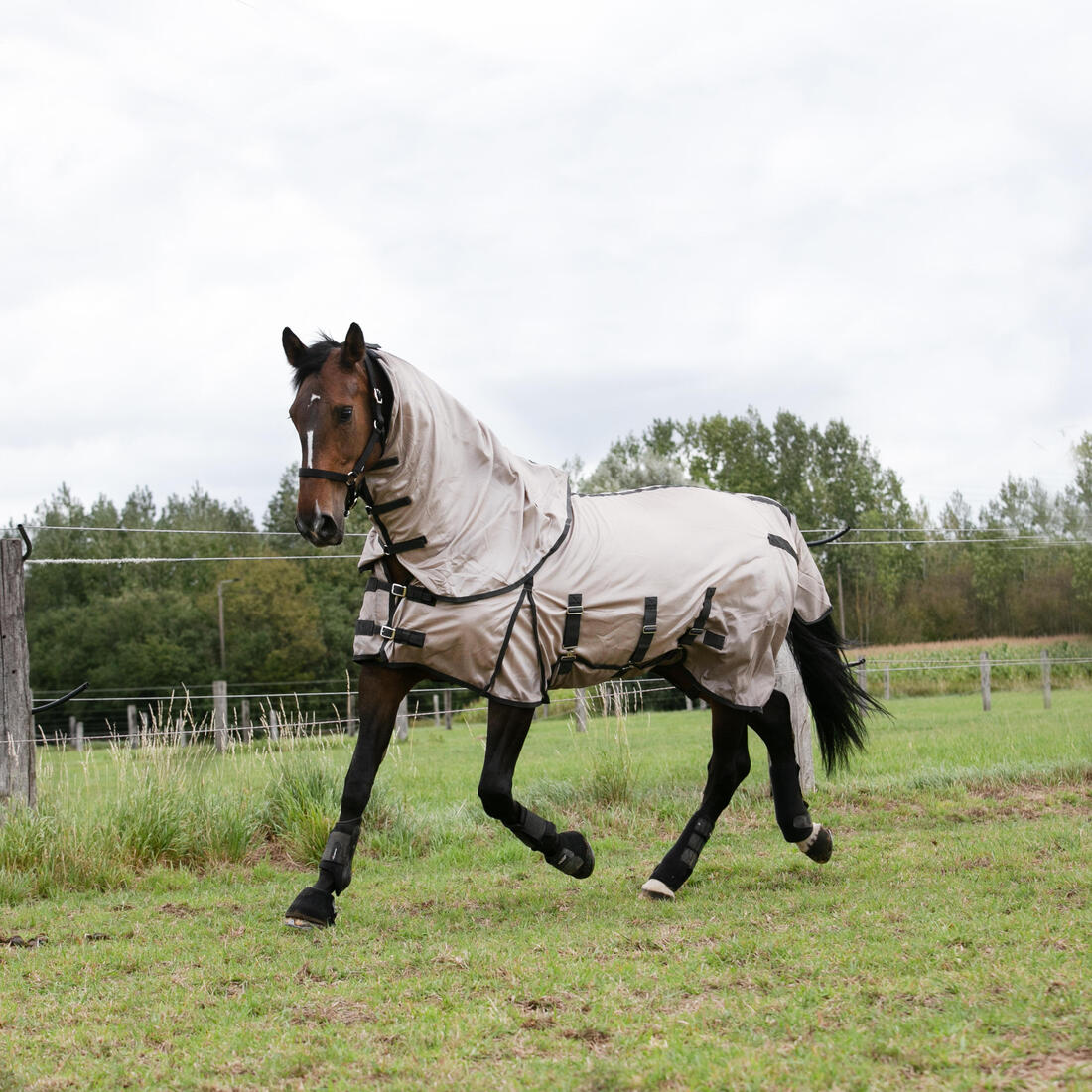 Horse Riding Fly Sheet for Horse & Pony 100 - Beige - Image 8