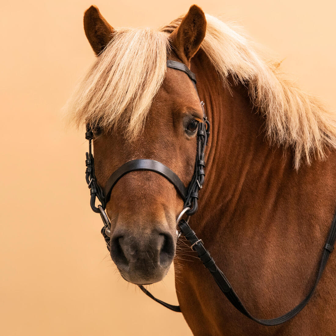 Horse Riding Leather Bridle With French Noseband & Reins for Horse & Pony 100 - Image 10