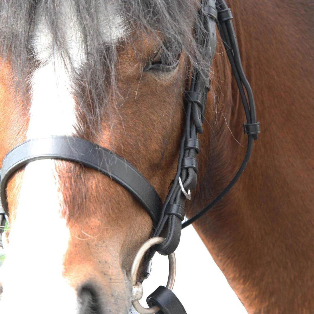 Horse Riding Leather Bridle With French Noseband & Reins for Horse & Pony 100 - Image 21